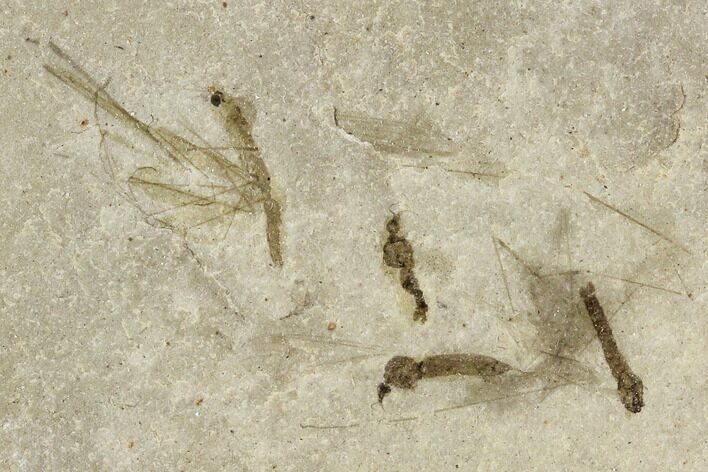 Fossil Cranefly (Tipulidae) Cluster - Green River Formation, Utah #111402